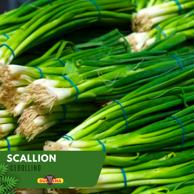 Scallion