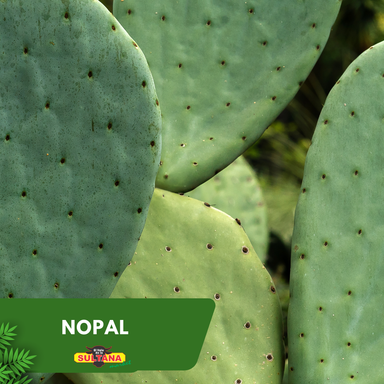 Nopal