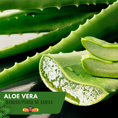 Aloe Vera