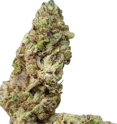 Gelato