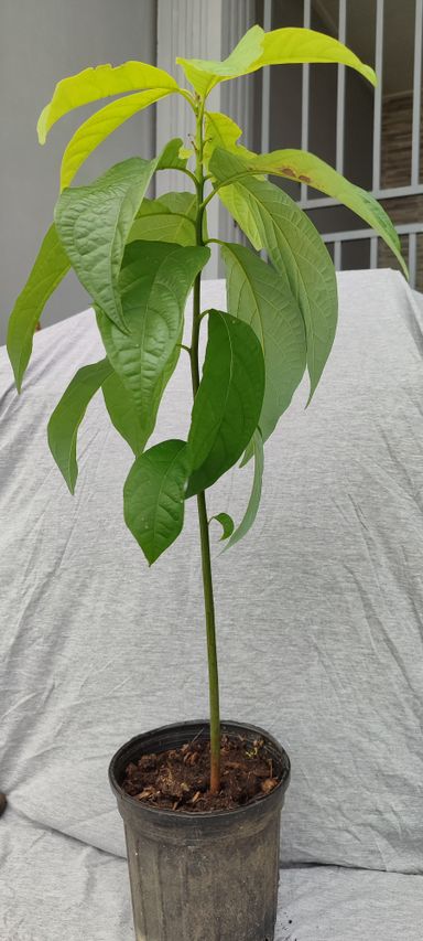 Avocado (zaailing)