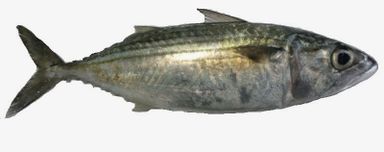 IKAN MAMBONG