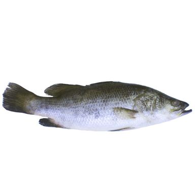 IKAN SIAKAP