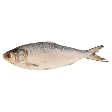 IKAN TEROBOK