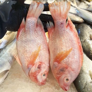 Sustainable Saltwater Red Tilapia