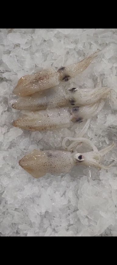 苏东仔 Baby Squid