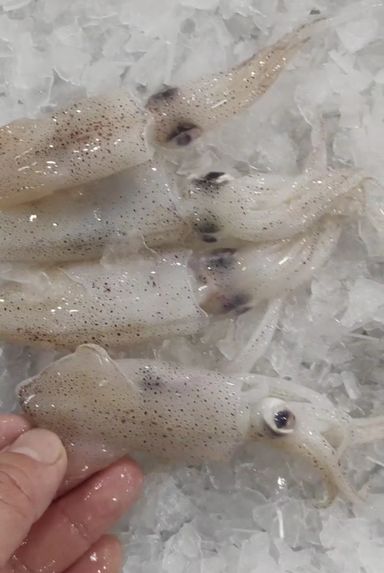 苏东仔 Baby Squid
