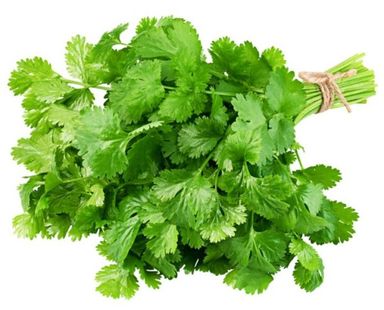 Coriander 