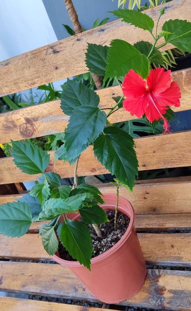 Chinese Roos (Hibiscus Rosa-Sinensis)