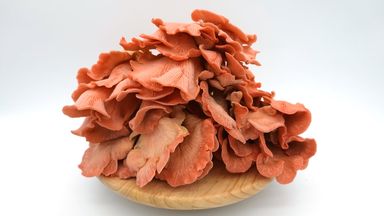 Pink Oyster Mushroom