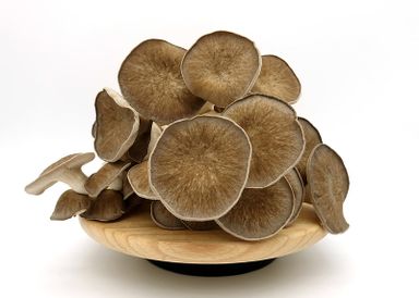 Black Pearl Oyster Mushroom