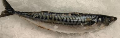 Saba/Atlantic Mackerel /鲭鱼/