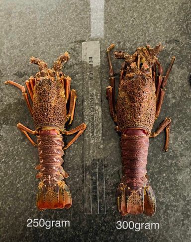 300g whole crayfish (Large)