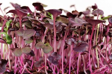 Radish Microgreens