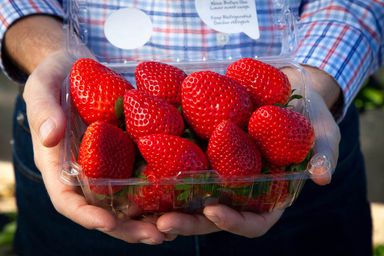 Strawberry 1Lb Clamshell 