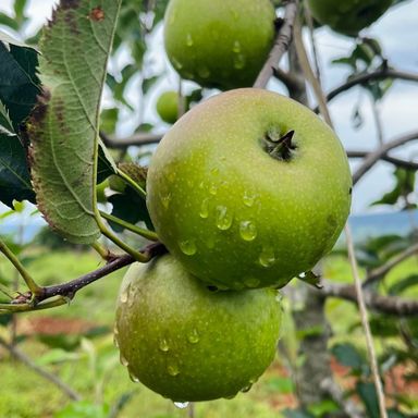 Fresh Apples