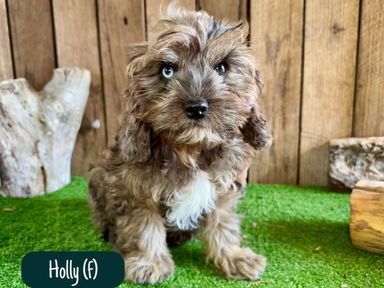 Cavoodle Puppies