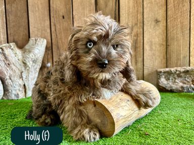 Cavoodle Puppies