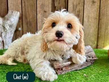 Cavoodle Puppies