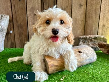 Cavoodle Puppies