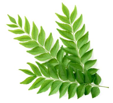 Curry leaves 