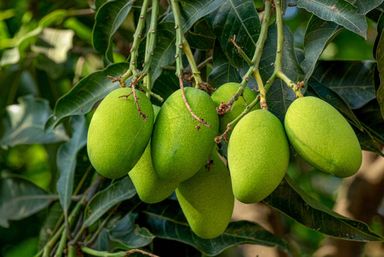 Mangos 