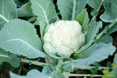 Cauliflower 