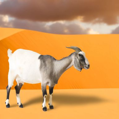 Goat - Kenya