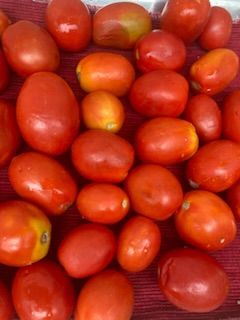 Fresh uTC tomatoes 