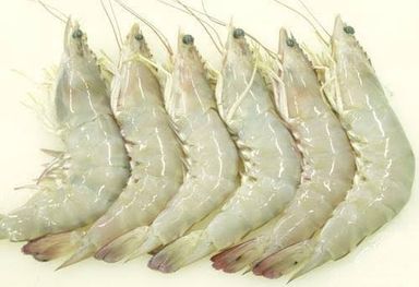 Prawns