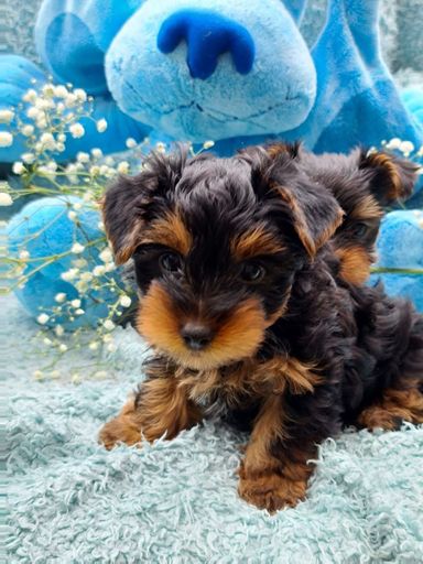 YORKSHIRE TERRIER 