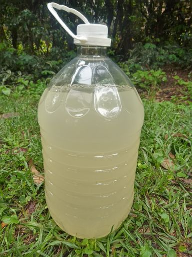 Fermented Raw Pawpaw Water 