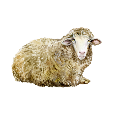 Aus - Sheep 