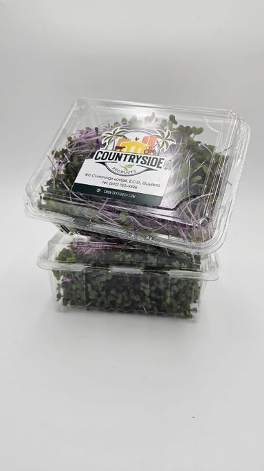 Purple Cabbage