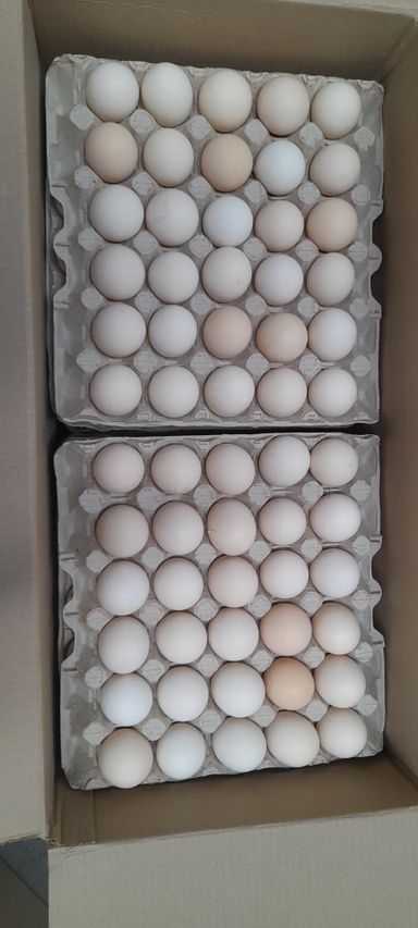 Ross 308 fertile eggs 