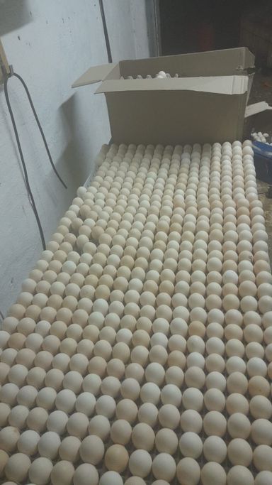 Ross 308 fertile eggs 