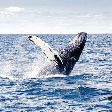 Humpback Whale Tour