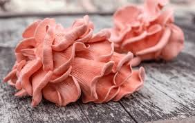 Pink Oysters