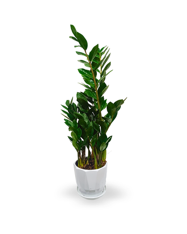 Zamia