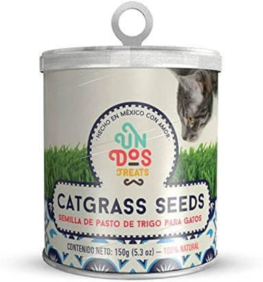 Cat grass seeds