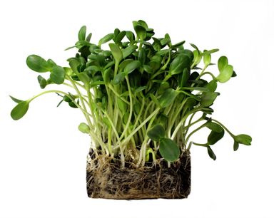 Sunflower Microgreens