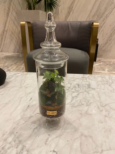 Dorsa terrarium 