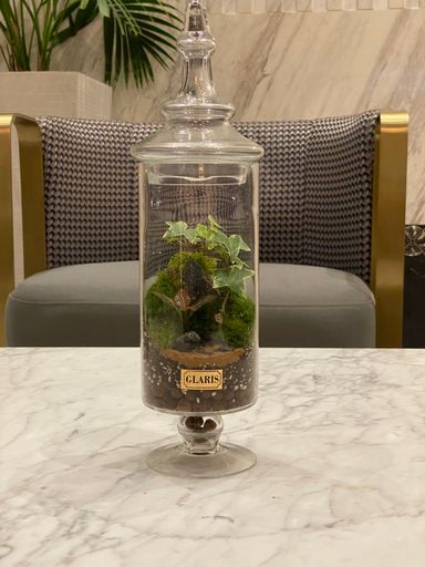 Dorsa terrarium 