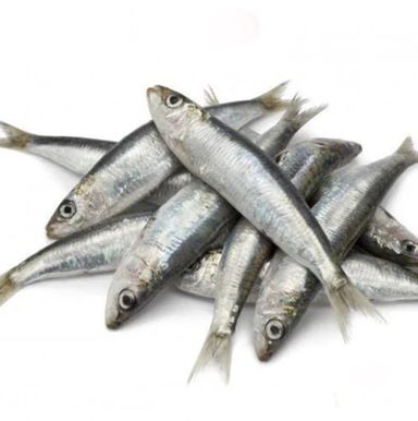 Sardine 🇴🇲