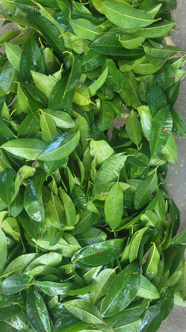 Naseberry leaves