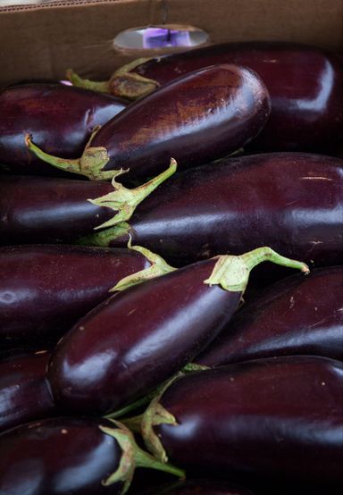 Eggplant 