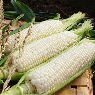 Corn/maize