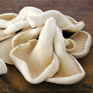 Oyster Mushroom 