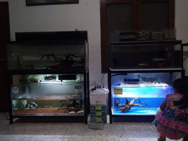 foto aquarium rak tingkat