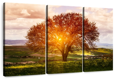 Sunlight Tuscan Tree 3 Piece Canvas Wall Art For Living Bedroom Office Home Decor 